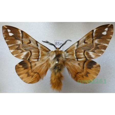 Endromis versicolora (Linnaeus, 1758) male Poland85n